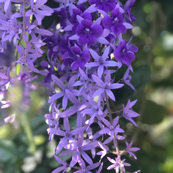 Meet your Posher, Breyana - Picture 1 of 1